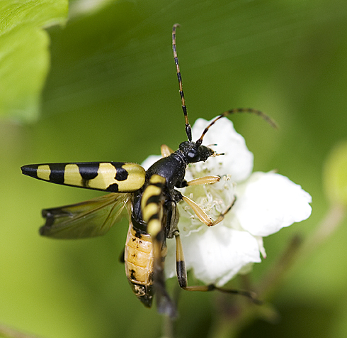 Rutpela maculata